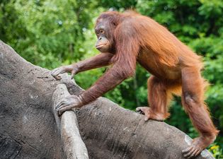 Dublin Zoo to reopen from 2 June