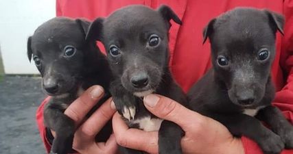 Eight dogs worth €5,000 seized by Gardaí in Tipperary