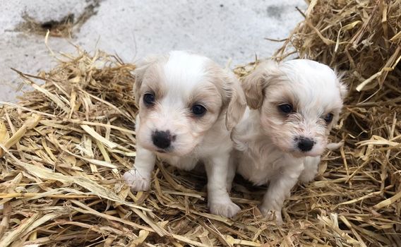 Dogs stolen Limerick