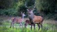 Wicklow Uplands Council warns of deer-hunting scammer