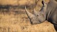 Irish man jailed in America for trafficking rhino horns