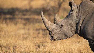 Irish man jailed in America for trafficking rhino horns