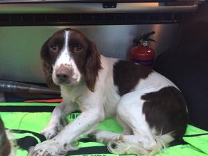 Gardaí appealing for help in trying to reunite a suspected stolen dog with its owner