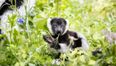 Two critically endangered lemurs born at Fota Wildlife Park