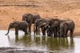 Wildlife in “catastrophic decline” due to human destruction, scientists warn