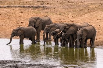 Wildlife in “catastrophic decline” due to human destruction, scientists warn