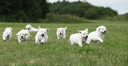 TRUE OR FALSE: Do you know all the collective nouns for these animals?