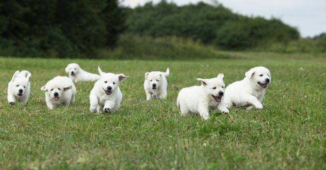 collective nouns of animals