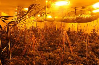 €240,000 worth of cannabis seized in Leitrim