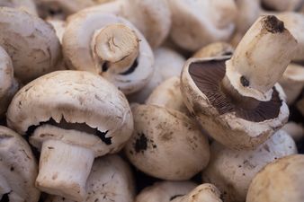 Tipperary mushroom plant suspends work following Covid-19 outbreak