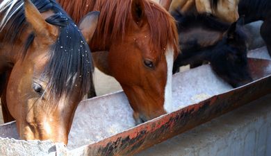 GAIN investigating presence of banned substance in its horse feed