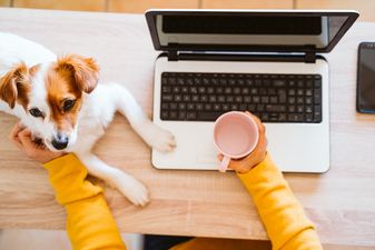 Public warned that pets may experience anxiety when owners return to work