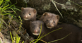 Denmark to slaughter 17 million minks due to Covid-19 mutation found in farms