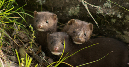 Denmark to slaughter 17 million minks due to Covid-19 mutation found in farms