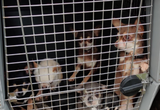 32 dogs and four horses seized by Gardaí in Dublin