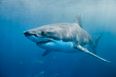 Australian surfer survives attack from great white shark