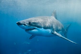 Australian surfer survives attack from great white shark