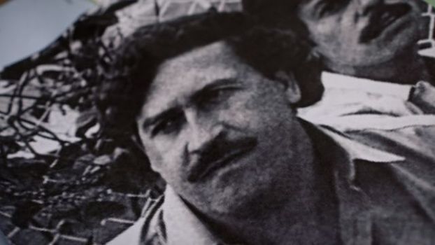 Pablo Escobar's hippos