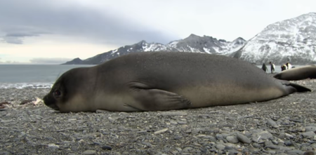 47 seals washed up along the Irish coast this year