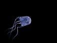 Australian teenager dies after being stung by box jellyfish