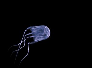 Australian teenager dies after being stung by box jellyfish