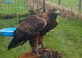 Missing Golden Eagle’s owner “worried sick” and appeals for public’s help