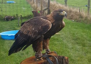 Missing Golden Eagle reunited with owner after being lost for over a week