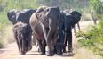 Suspected poacher trampled to death by elephants in South Africa
