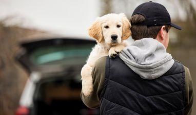 Man arrested after threatening pedestrian with a hammer and robbing their dog