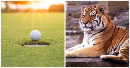 Outdoor sports facilities and zoos reopen as Covid-19 restrictions ease further