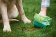 Leitrim to DNA test dog poo to catch owners who don’t clean up