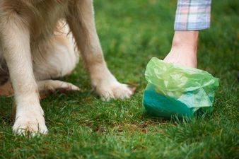 Leitrim to DNA test dog poo to catch owners who don’t clean up