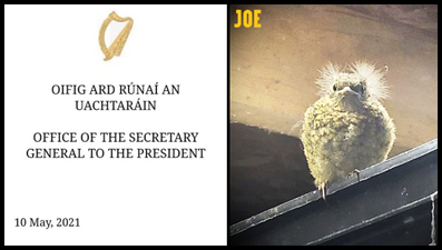 This bird looks a little bit like Michael D Higgins, and he agrees