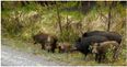 Public warning issued as large male boar is on the loose in Kerry