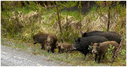 Public warning issued as large male boar is on the loose in Kerry