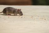Rodent infestations are on the rise in Ireland over the past four months