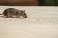 Rodent infestations are on the rise in Ireland over the past four months