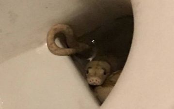 Man in Austria bitten by snake while sitting on the toilet