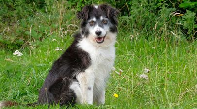 Kildare woman banned from keeping animals for life