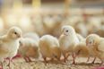 France to outlaw shredding and gassing of male chicks by 2022