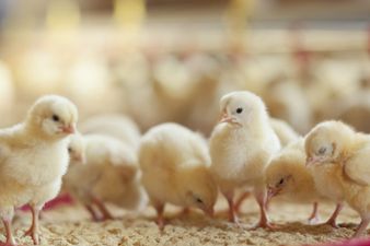 France to outlaw shredding and gassing of male chicks by 2022