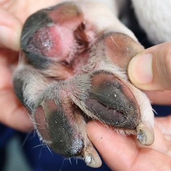 How to keep you dog cool during hot weather