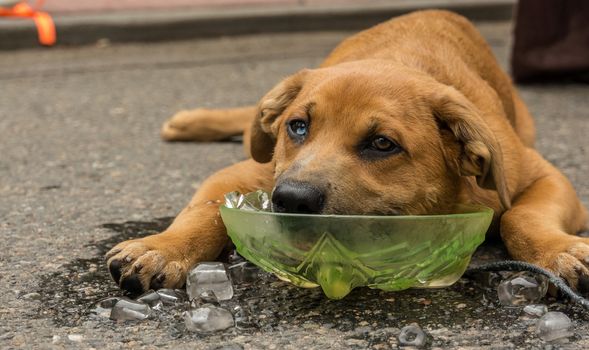 Hot weather warning Ireland