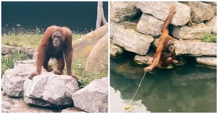 TikTok involving Dublin Zoo, an orangutan and a child’s teddy is incredible