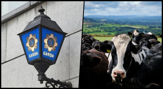 cow hit by car Clare