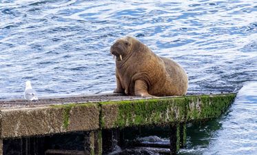 Wally the Walrus “well on his way home” after being spotted in Iceland