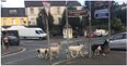 We’re not kidding! There’s a herd of goats running loose around Cork city