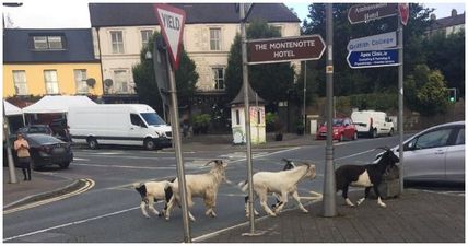 We’re not kidding! There’s a herd of goats running loose around Cork city