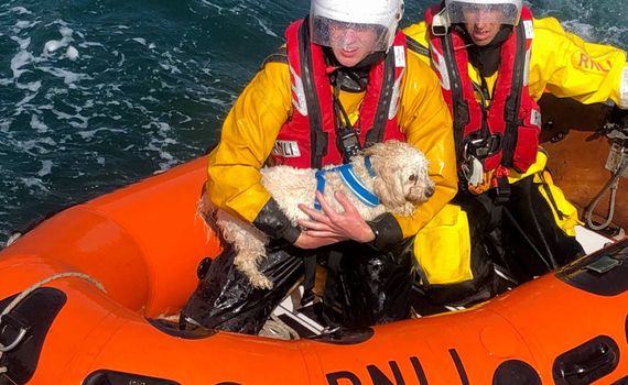 RNLI rescue dog