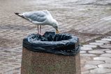 Warning issued over gulls and other pest birds as public urged to treat them with “caution”